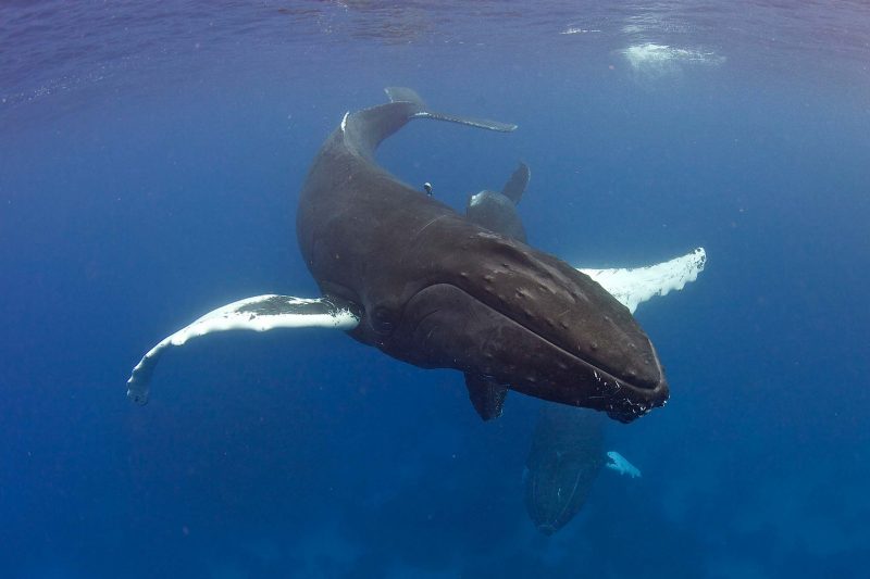 Sea Hunter - Buckelwal-Schnorchelsafaris
