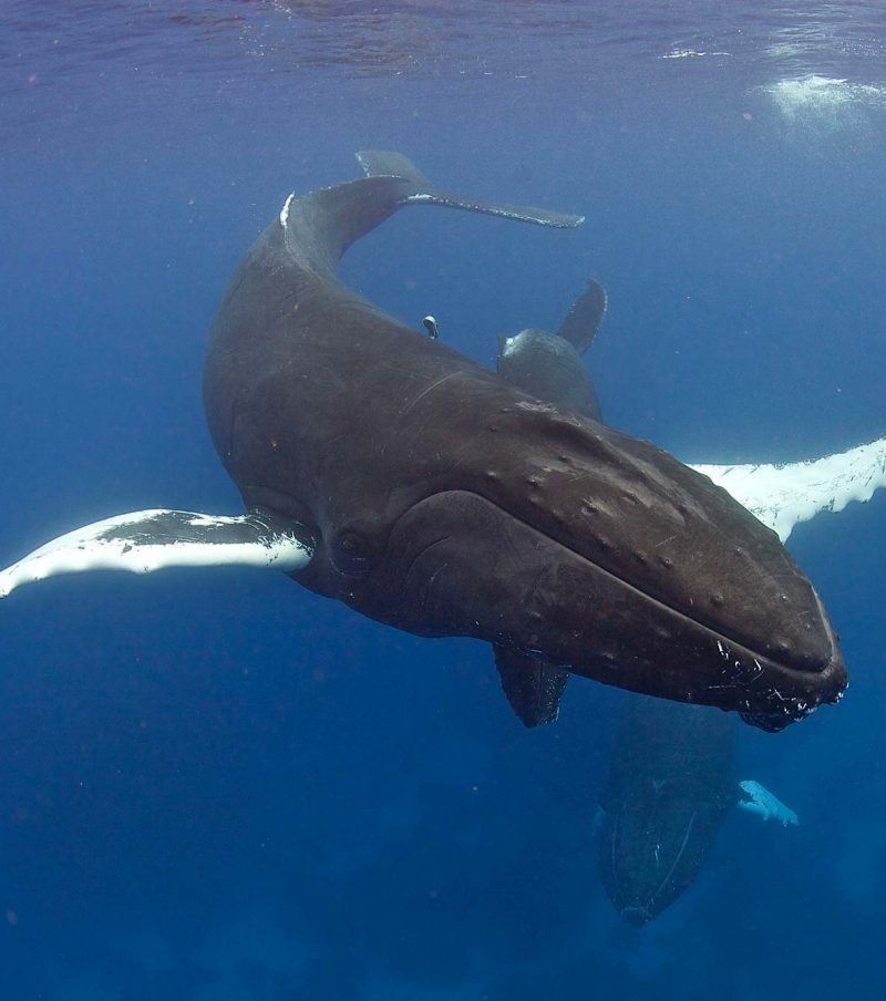 Sea Hunter - Buckelwal-Schnorchelsafaris