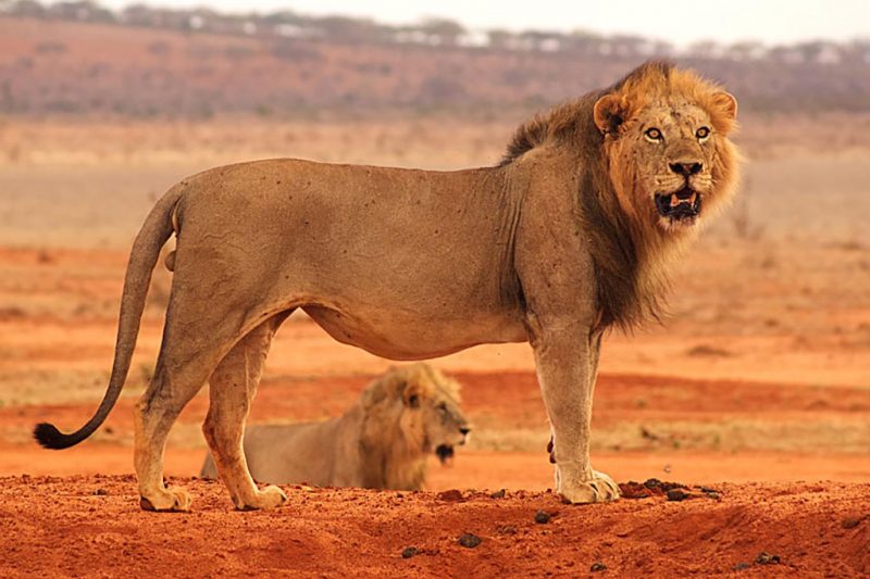 Satao Camp