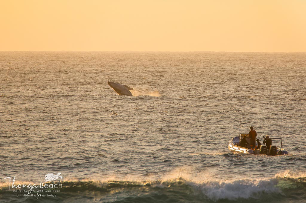 01 thonga beach lodge iSimangaliso Wetland