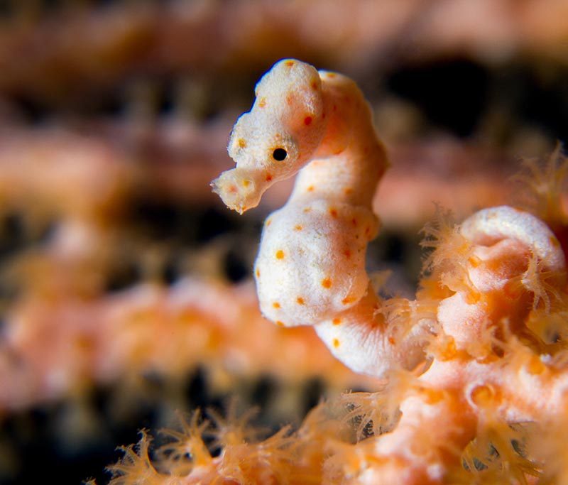Critters@Lembeh Resort / Lembeh Divers