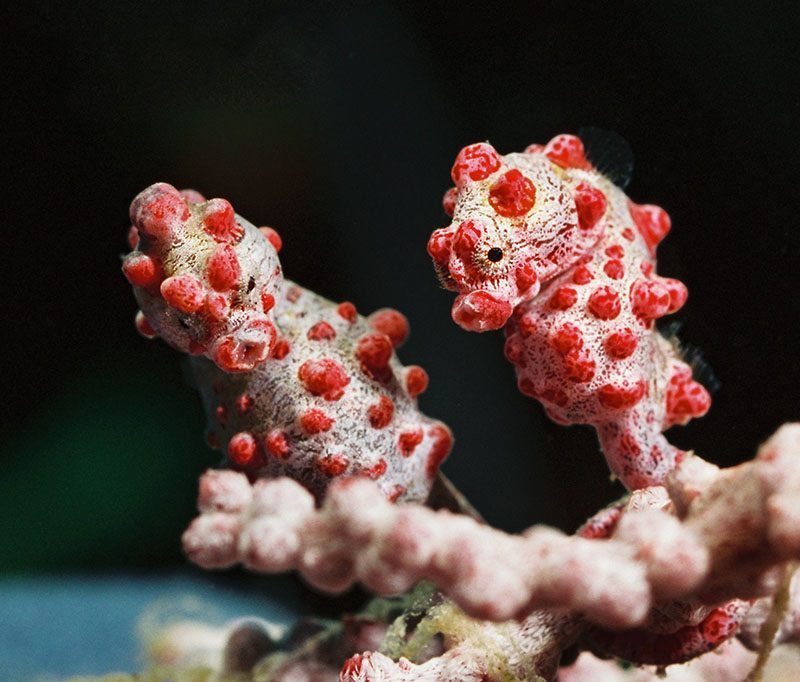 Gangga Divers - Trawangan