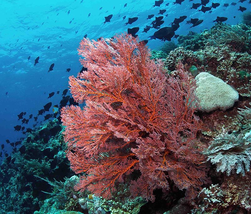 Murex Manado Tauchbasis