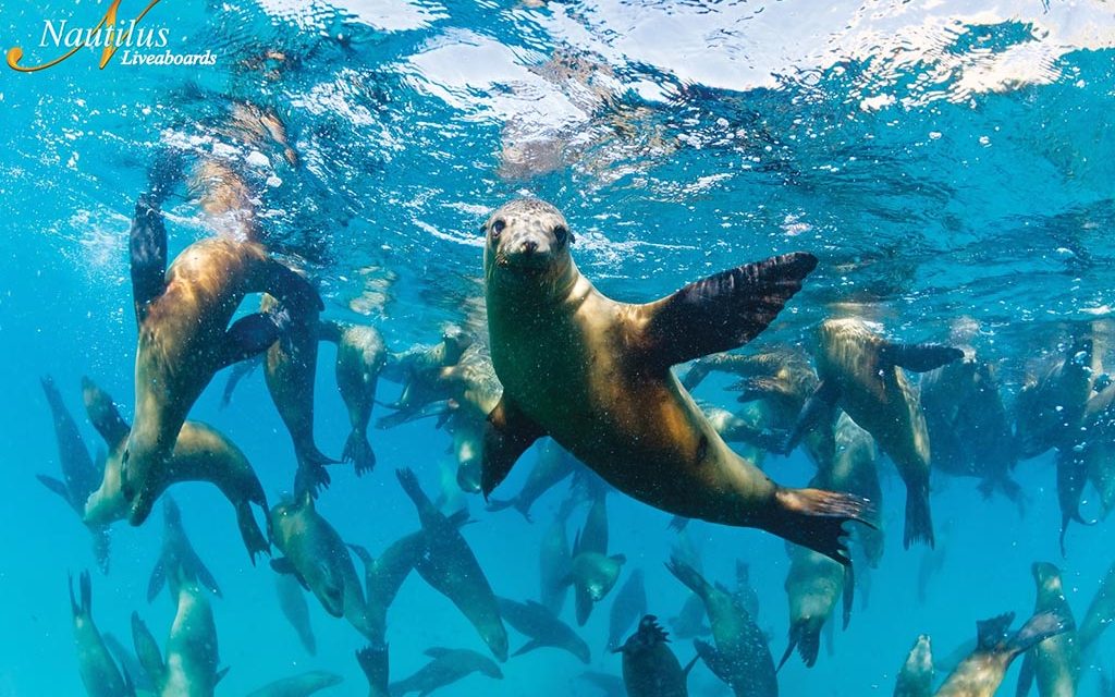 Mexiko: Gruppenreise Sea of Cortez, Juli 2026
