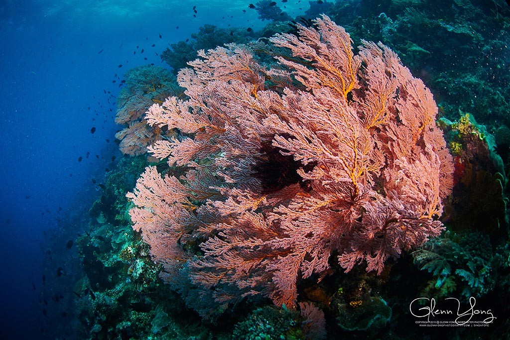 02 odyssea divers cocotinos sekotong lombok tauchbasis