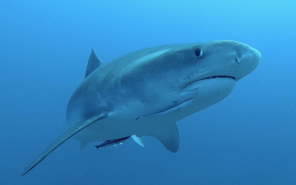 Südafrika Haisafari – Top Angebot