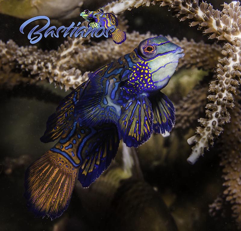 Bastianos Tauchbasis Bunaken