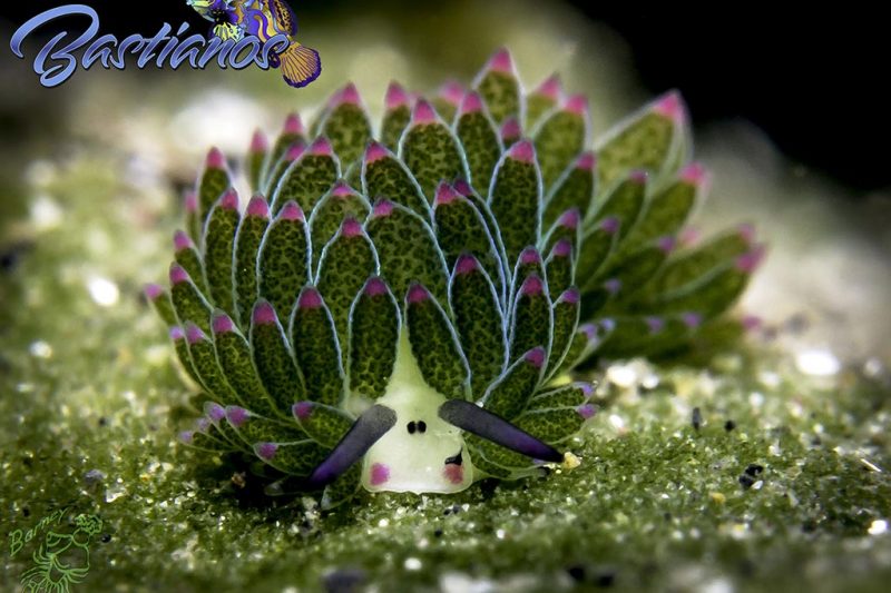 Bastianos Tauchbasis Lembeh