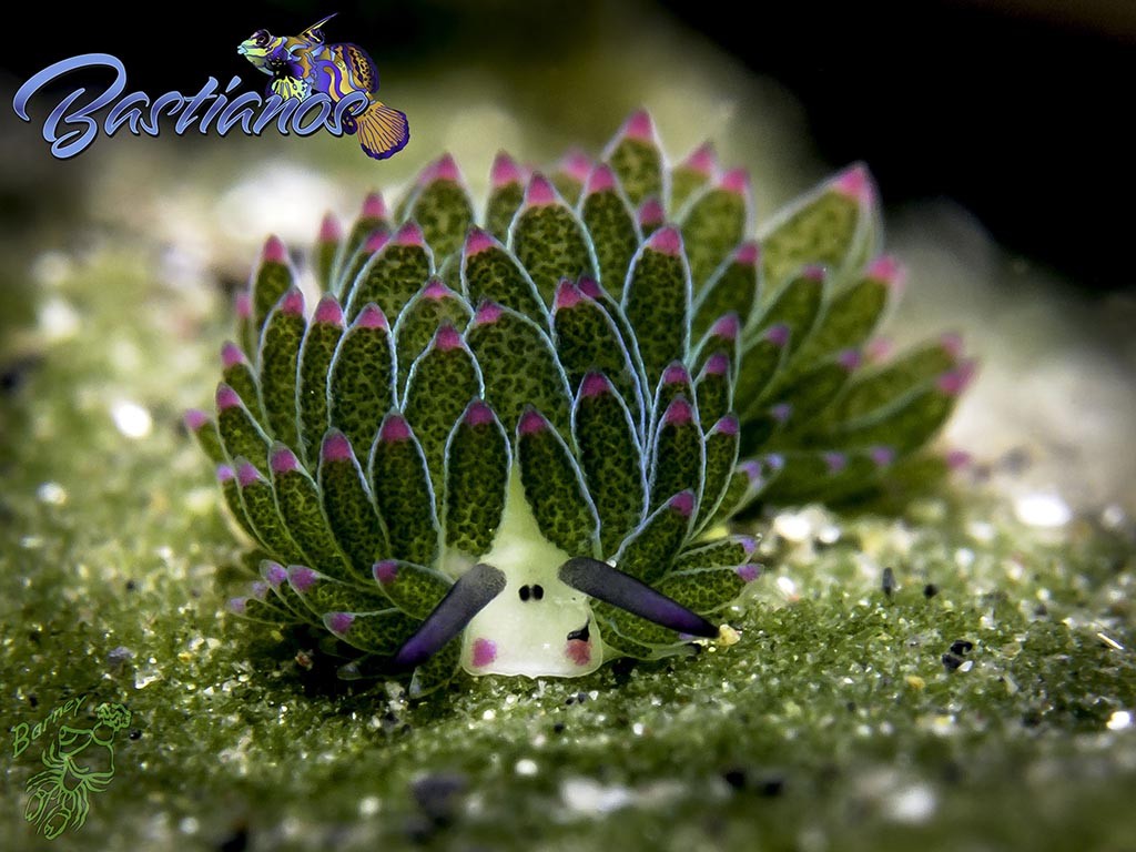 Bastianos Tauchbasis Lembeh