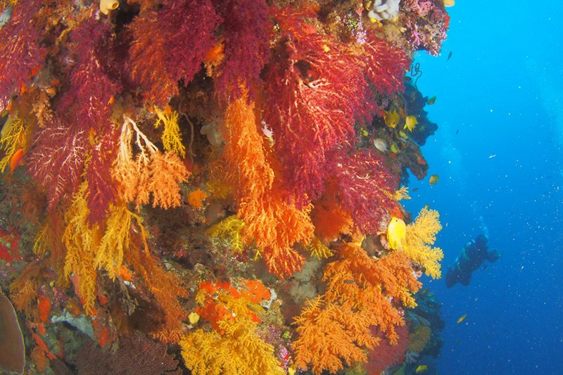Dive Wananavu Fiji