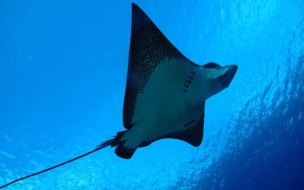 Pacific Divers – Rarotonga