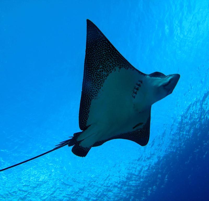 Pacific Divers - Rarotonga