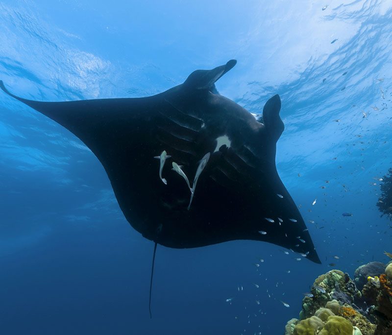 RAJA4DIVERS Tauchbasis