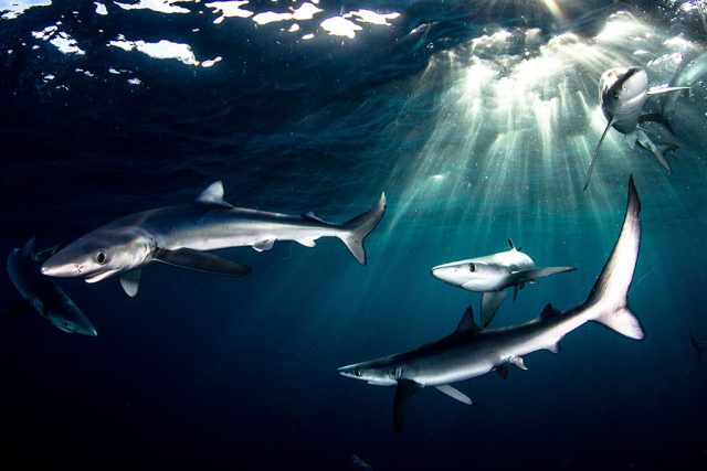 04 Shark Explorers Suedafrika