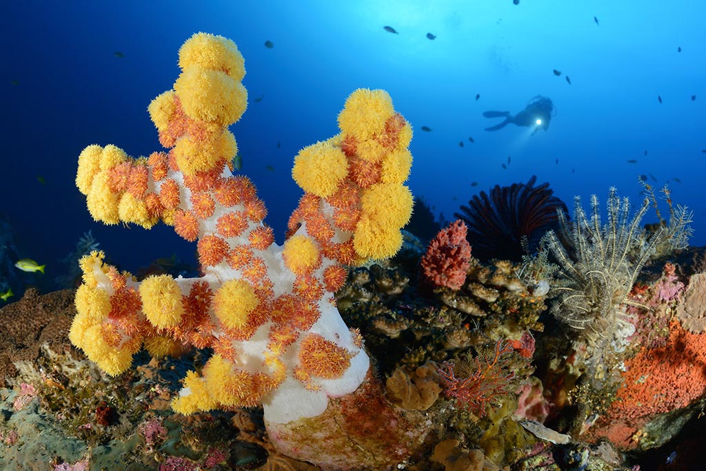 Alam Batu Tauchbasis