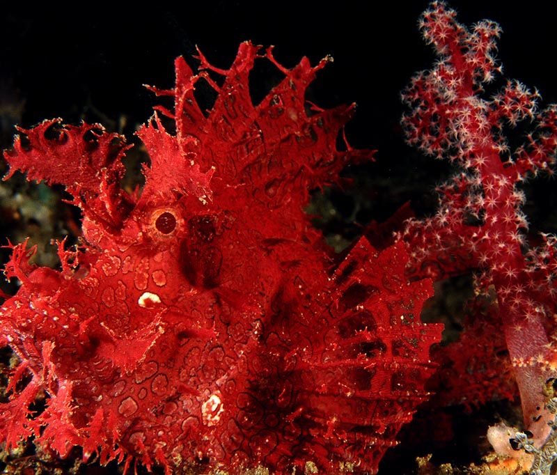 Black Sand Dive Retreat Tauchbasis