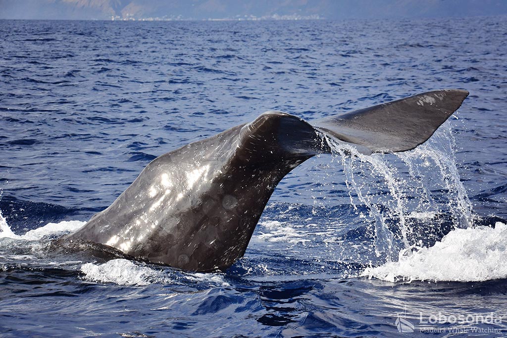 04 lobosonda whale watching madeira walbeobachtung