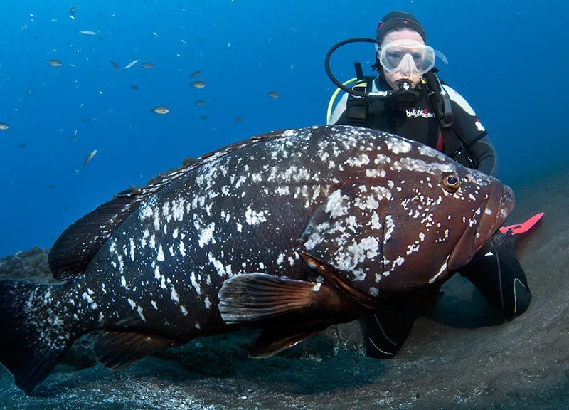 Manta Diving Madeira