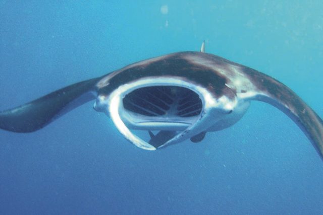 04 ocean dream divers mahe tauchbasis seychellen