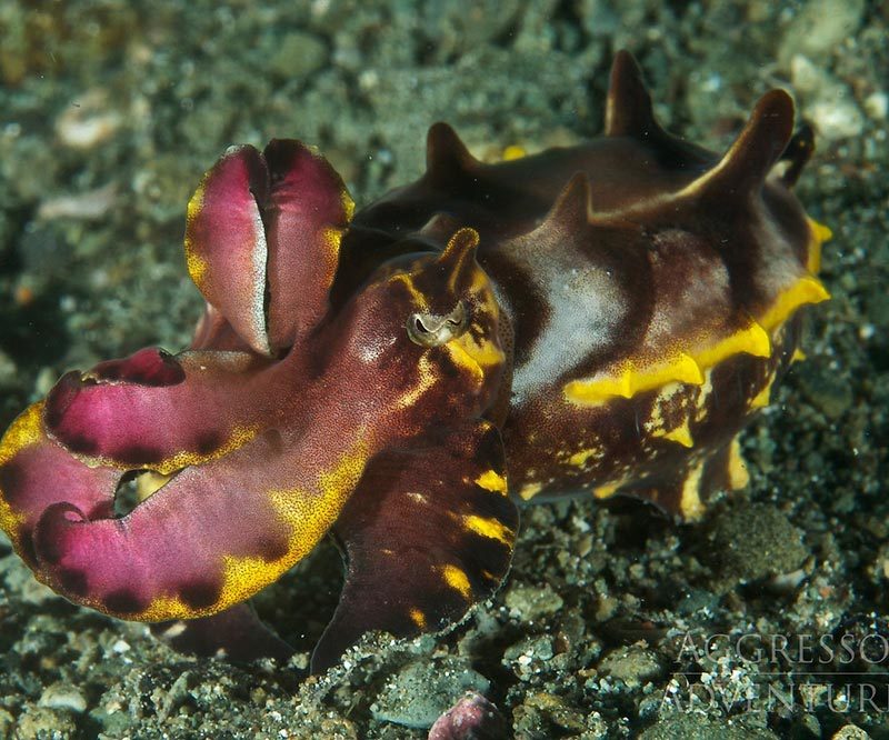 Philippines Aggressor