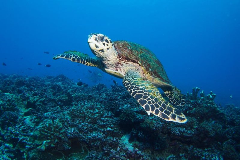 Tikehau Plongée