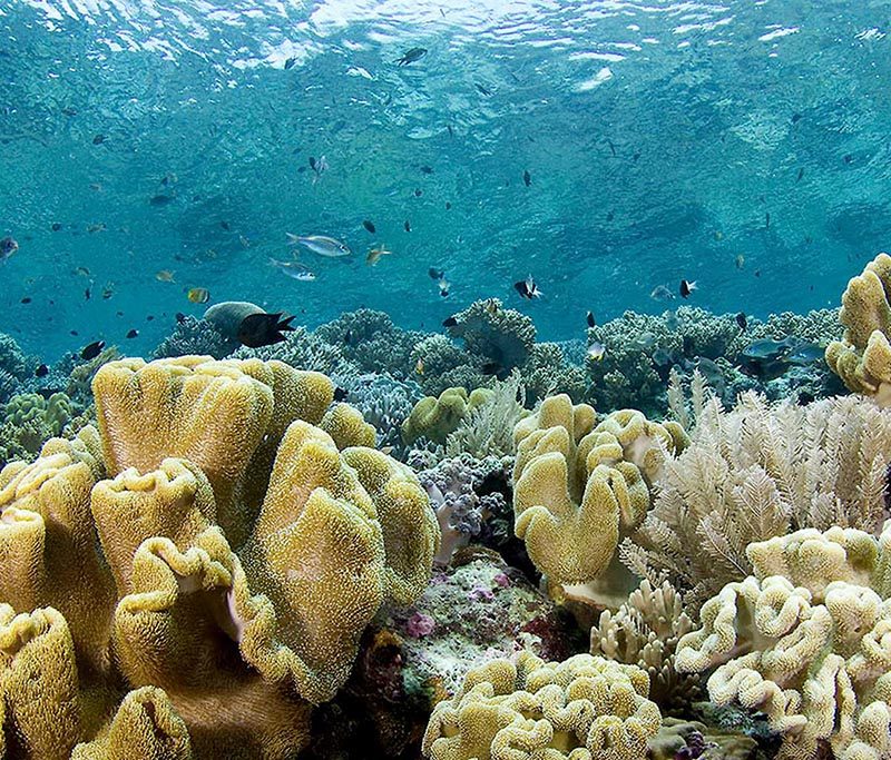 Wakatobi Dive Center