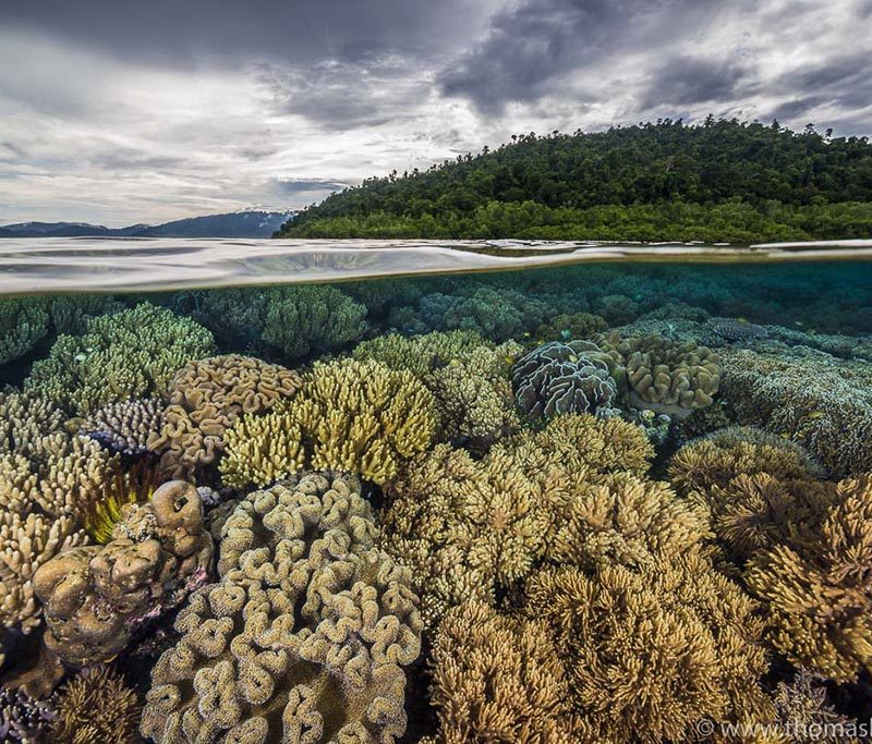 Gangga Divers - Raja Ampat