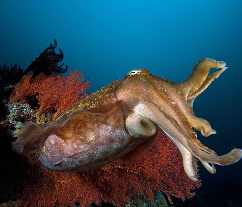 Gangga Divers - Gangga Island