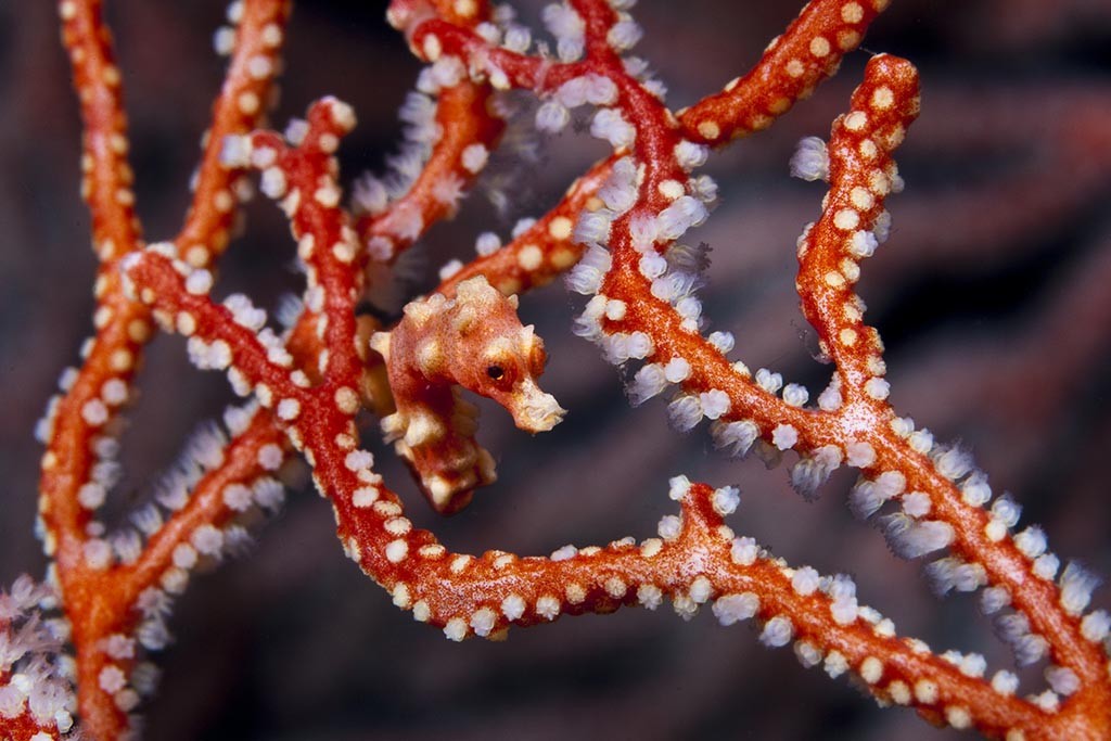 Misool Dive Centre