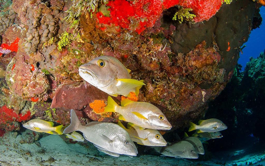 Pro Dive Mexico – Cozumel