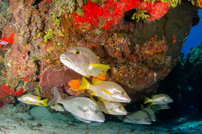 Pro Dive Mexico - Cozumel