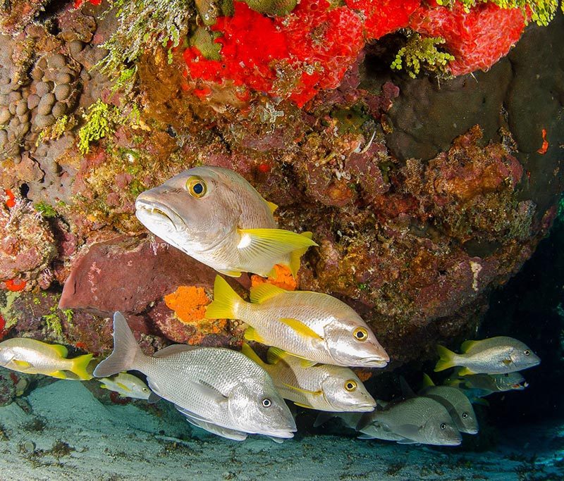 Pro Dive Mexico - Cozumel