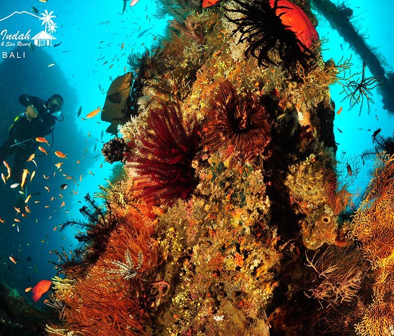 Kubu Indah Dive Resort: Frühbucher Angebot - 2025/2026