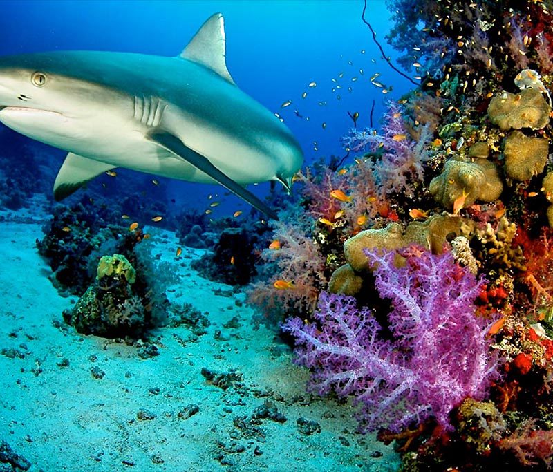 Octopus Diving Center