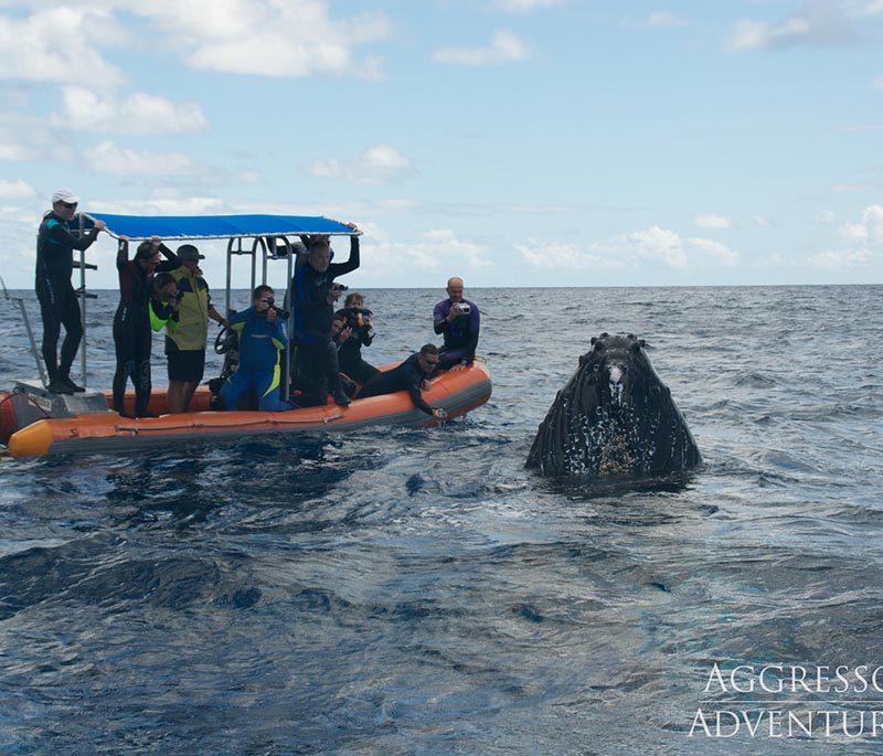 Turks & Caicos Aggressor II - Silver Bank Schnorchelsafaris