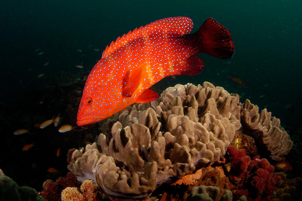 06 thonga beach tauchen iSimangaliso Wetland 1