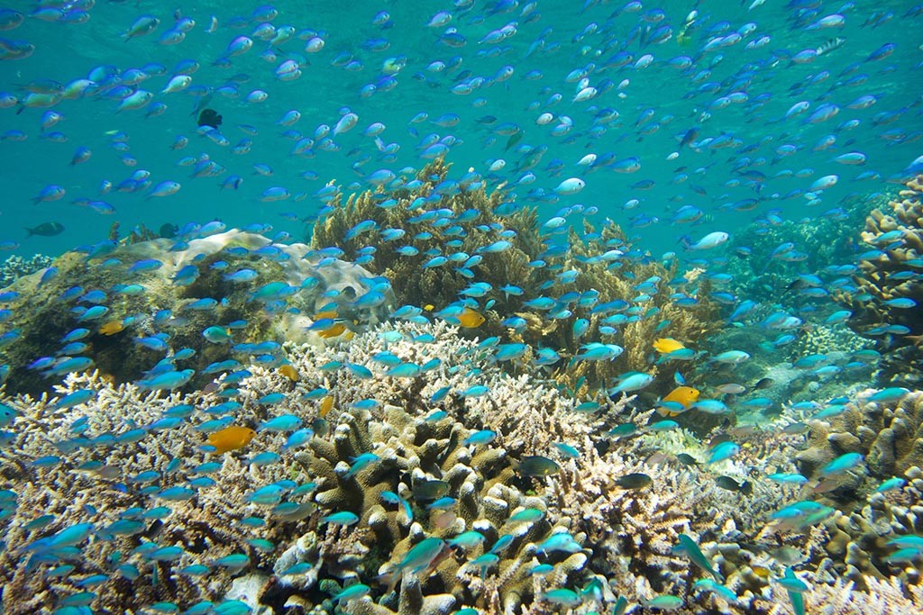07 sali bay diving center molukken tauchbasis indonesien 1