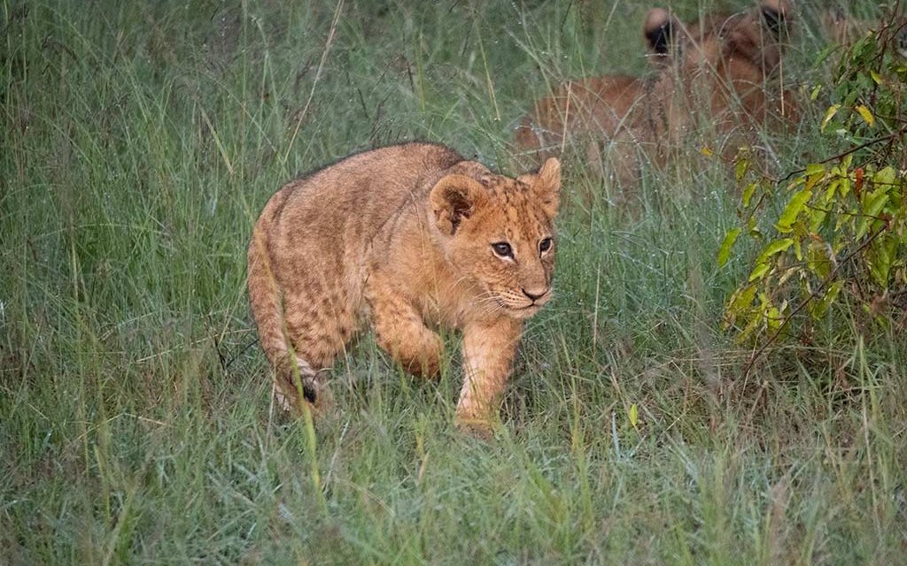 Mara Bush Camp
