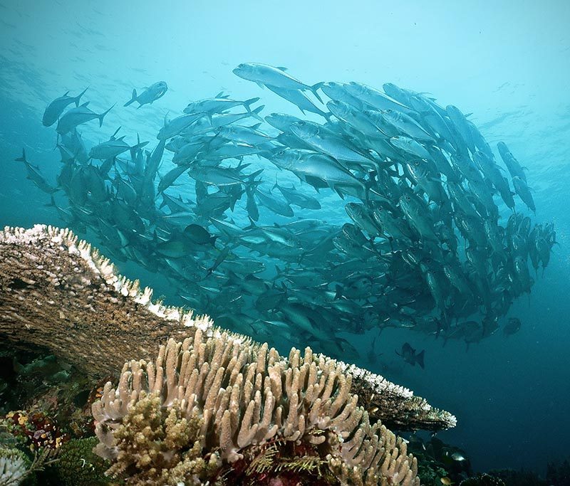 Komodo Resort Diving Club