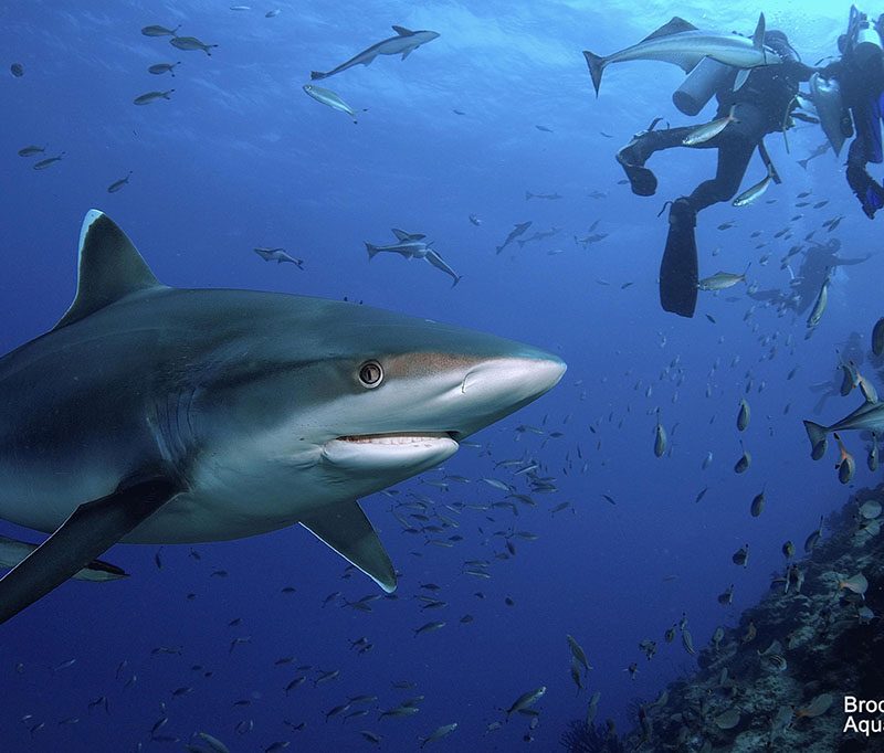 Aqua Trek Tauchbasis