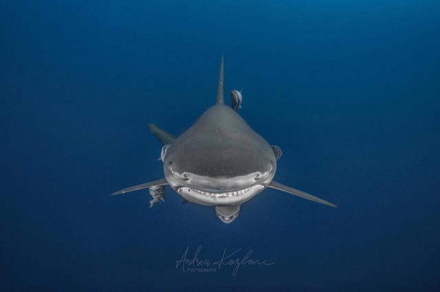 09 blue ocean dive center umkomaas suedafrika