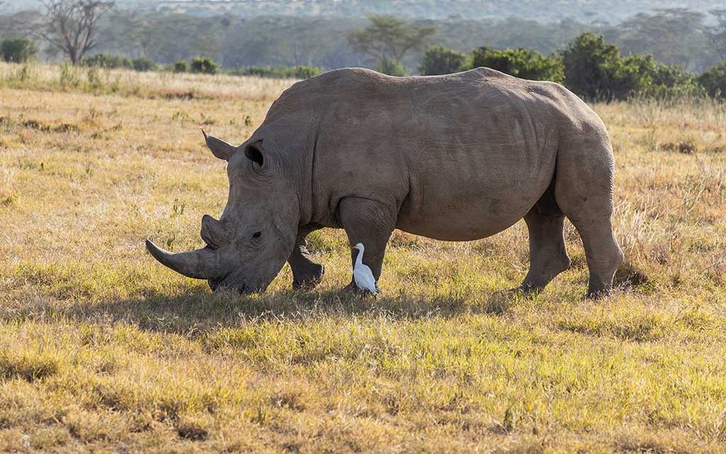 Rhino Watch Lodge