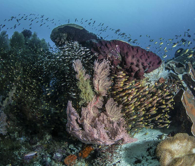 Sali Bay Diving Center