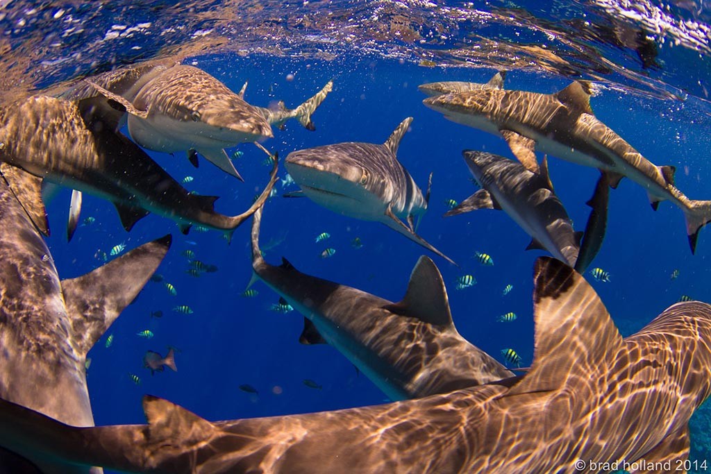 10 yap divers manta ray bay resort tauchbasis
