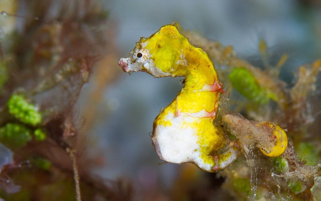 Eco Divers Lembeh