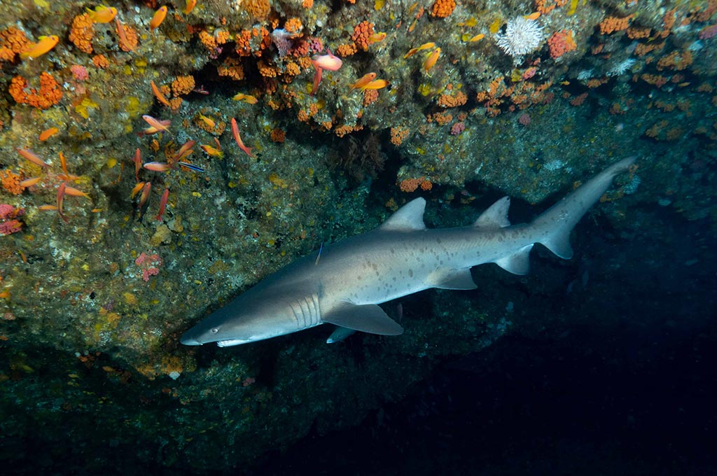 11 blue ocean dive center umkomaas suedafrika