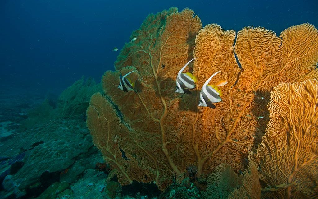 Coconut Divers Kenia