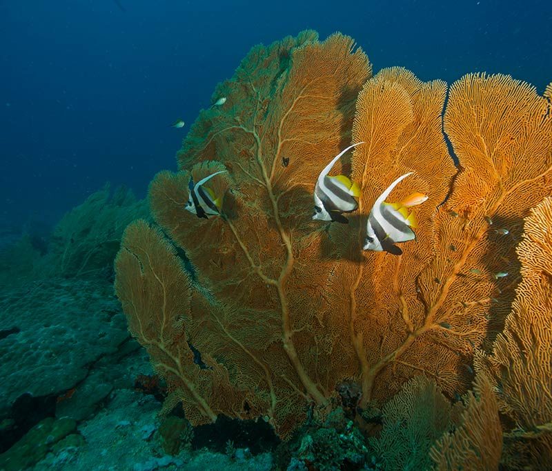 Coconut Divers Kenia