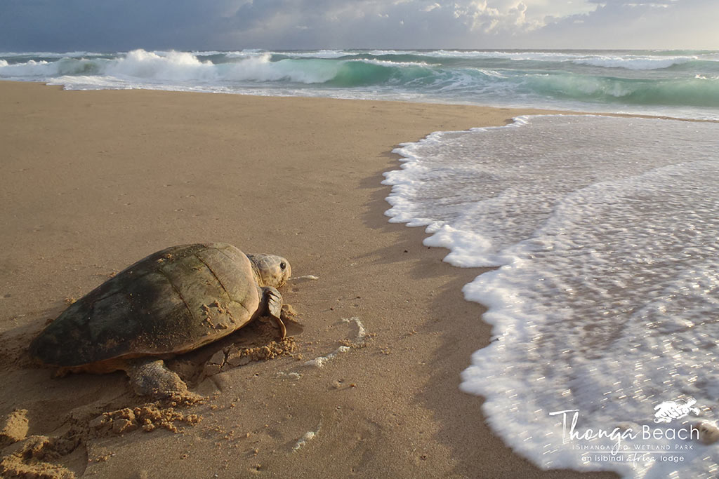 thonga beach lodge iSimangaliso Wetland
