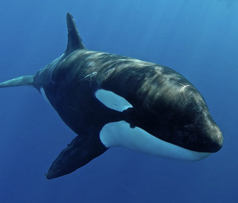 Maya's Dugong - Kreuzfahrt-Expeditionen